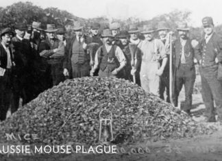 australia mouse plague, australia mouse plague 2021, australia mouse plague march 2021, mouse invasion australia 2021