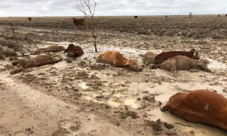 dead cattle floods western queensland february 2019, townsville floods australia feb 2019