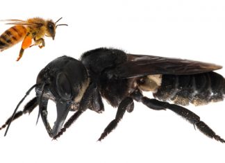 giant bee indonesia, giant bee indonesia picture, giant bee indonesia alive, largest bee found alive in indonesia