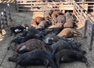 heat wave kills animals argentina uruguay ola de calor animales sin vida