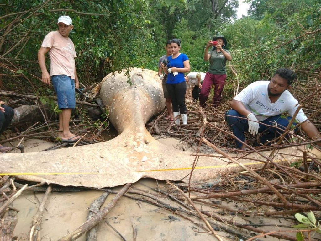 Humpback whale discovered in Amazon jungle, humpback whale brazil jungle, humpback whale brazil jungle video, humpback whale brazil jungle pictures