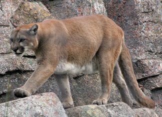 mountain lion colorado killed by runner