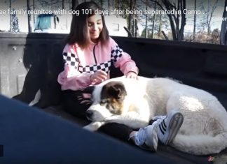 paradise family reunited with dog 101 days after deadly fire in california, paradise family reunited with dog 101 days after deadly fire in california video, paradise family reunited with dog 101 days after deadly fire in california pictures
