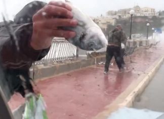 people collect fish blown out of sea in Malta, people collect fish blown out of sea in Malta video, people collect fish blown out of sea in Malta picture