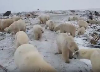 polar bear invasion russia, polar bear invasion russia video, polar bear invasion russia picture, polar bear invasion russia february 2019
