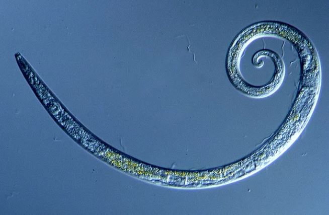 worms siberia revived, Worms Frozen for 42,000 Years in Siberian Permafrost Wriggle to Life