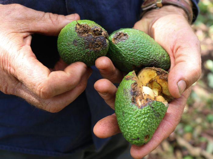 Around 80 per cent of the fruit on the 12,000 avocado trees in the Pretty Gully orchard was knocked to the ground