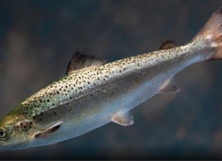 genetically modified salmon allowed by fda, import bioengineered salmon allowed in US, fda allows import bioengineered salmons in US
