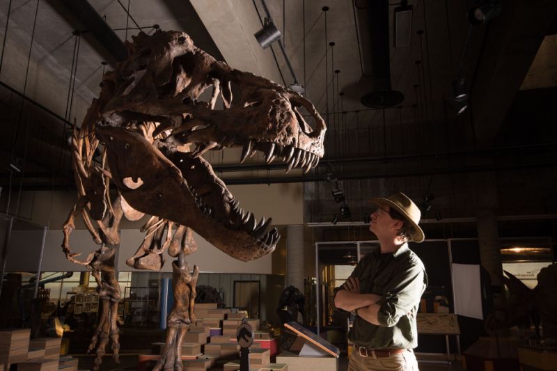 Paleontologists discover 'Scotty,' the world's largest T. rex fossil: 'The rex of rexes'