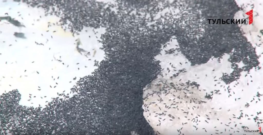 Insects fall from the sky during severe blizzard in Russia, Insects fall from the sky during severe blizzard in Russia march 2019, Insects fall from the sky during severe blizzard in Russia video
