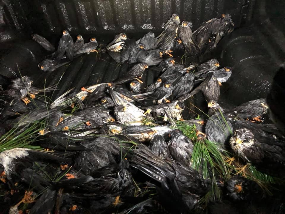 Falcon Tragedy: Hundreds of Birds Die as Massive Hail Storm Hits Newcastle Overnight