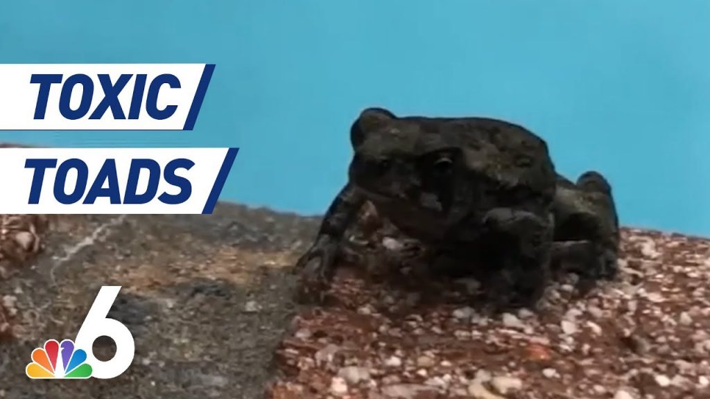 toxic bufo toads invade florida neighborhood, Toxic bufo toads invade Palm Beach Gardens in Florida, Toxic bufo toads invade Palm Beach Gardens in Florida video, Toxic bufo toads invade Palm Beach Gardens in Florida picture