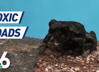 toxic bufo toads invade florida neighborhood, Toxic bufo toads invade Palm Beach Gardens in Florida, Toxic bufo toads invade Palm Beach Gardens in Florida video, Toxic bufo toads invade Palm Beach Gardens in Florida picture