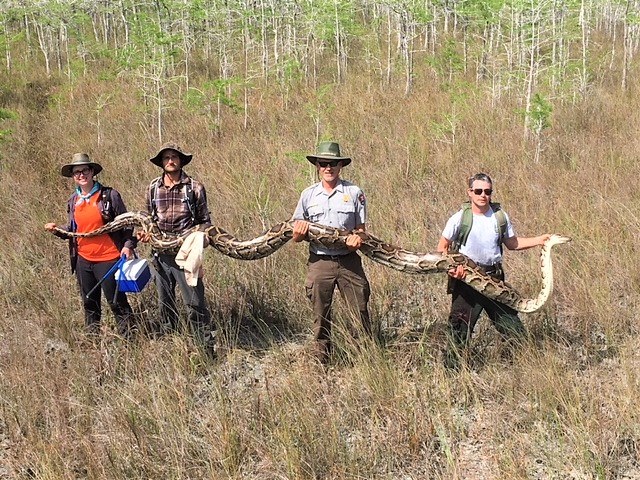 Record 17-foot female python caught in South Florida, Record 17-foot female python caught in South Florida video, Record 17-foot female python caught in South Florida picture