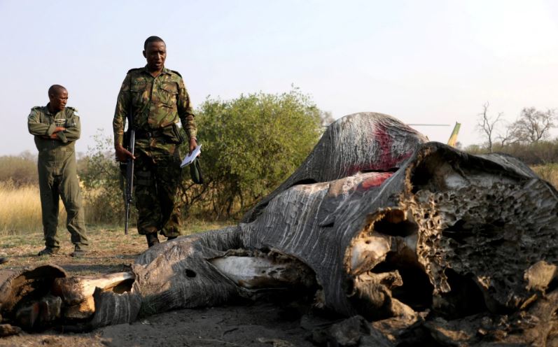 Botswana condemned for lifting ban on hunting elephants. The country with Africa’s largest elephant population says its growth is affecting farmers