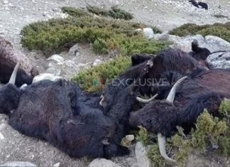 dead yaks sikkim india