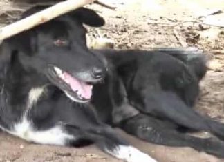 Disabled dog rescues baby boy buried in sand by teenage mother in Thailand, Disabled dog rescues baby boy buried in sand by teenage mother in Thailand photo, Disabled dog rescues baby boy buried in sand by teenage mother in Thailand may 2019