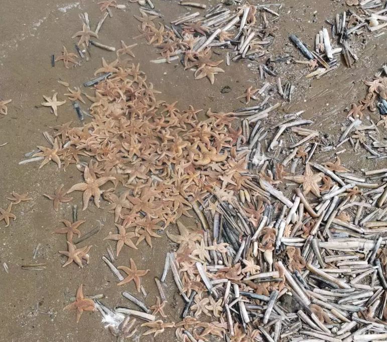 Dead fish wash up on Kent beaches where sea turned orange striking fears water in area is toxic