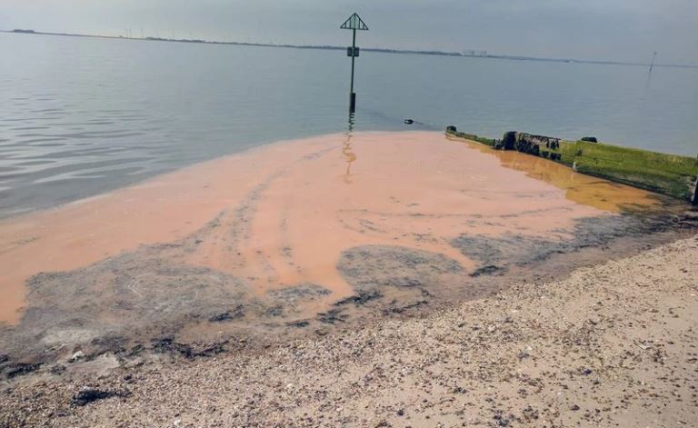 Dead fish wash up on Kent beaches where sea turned orange striking fears water in area is toxic