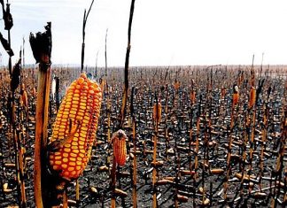 Food prices set to rise after US cuts crop stock forecasts, us food crisis foodprice rise usa 2019
