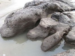 A prehistoric forest which was buried under water and sand more than 4,500 years ago and inspired a local legend has been uncovered on a Welsh beach.