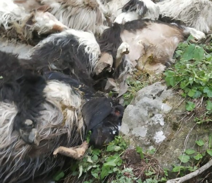 dead sheep Kashmir