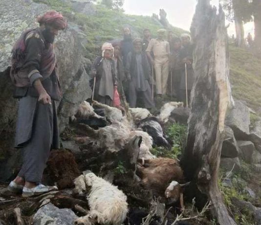 170 sheep and goats killed by lightning kashmir india, video, 170 sheep and goats killed by lightning kashmir india picture