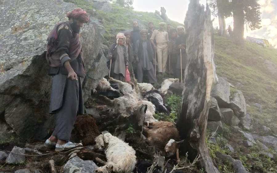 170 sheep and goats killed by lightning kashmir india, video, 170 sheep and goats killed by lightning kashmir india picture