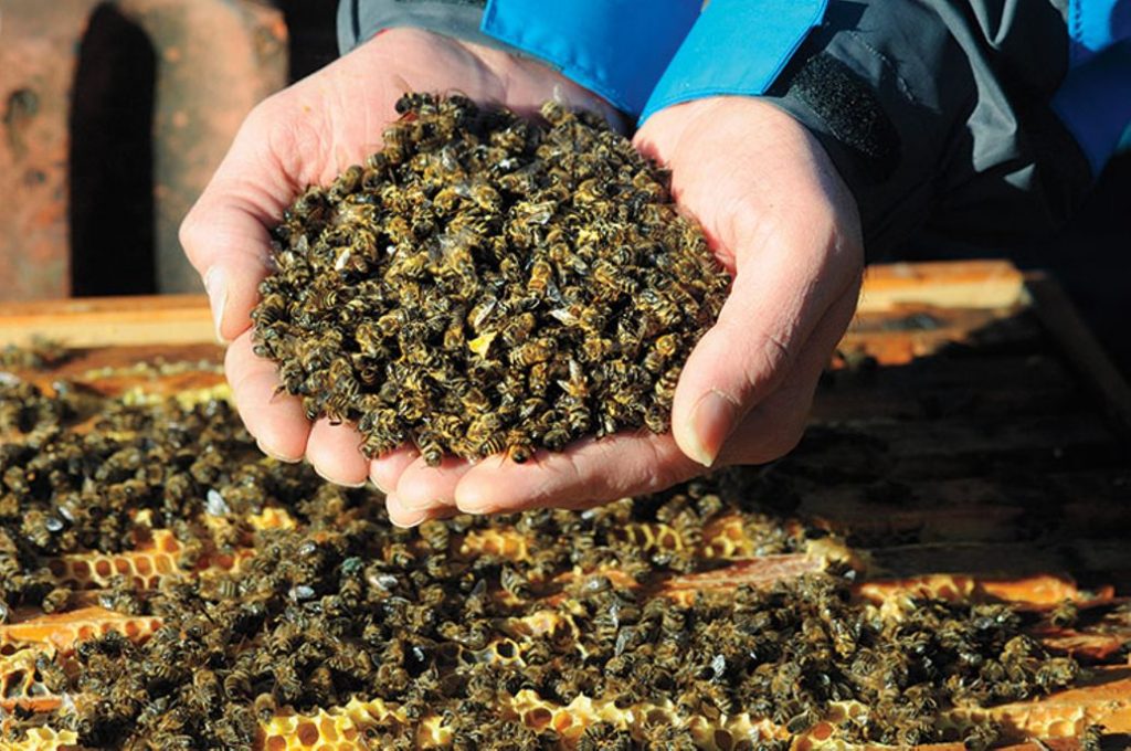 This winter has seen one of the biggest honey bee die-offs in the US on record, with 37 percent of managed honey bee colonies lost from October 2018 to April 2019.
