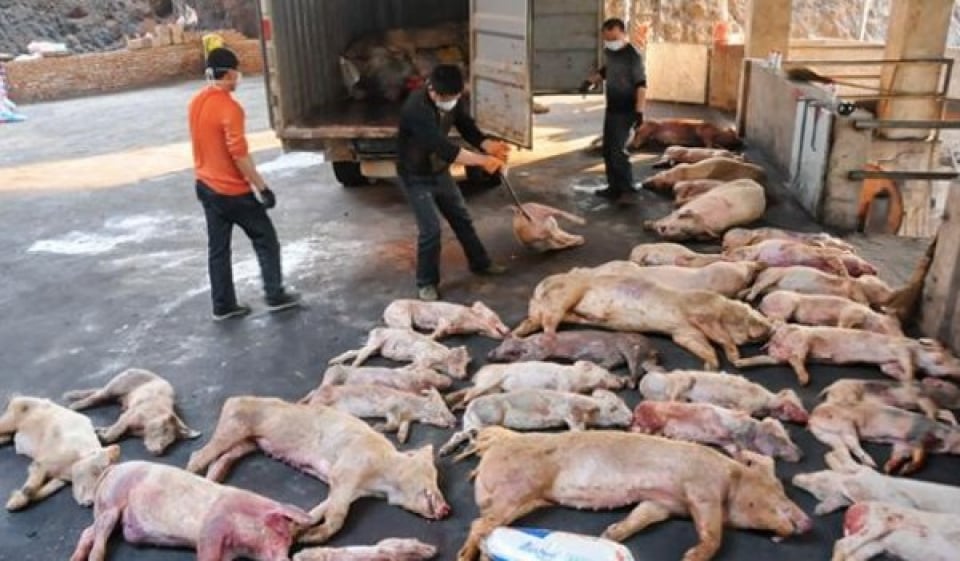 swine fever, african swine fever african swine fever chine, african swine fever world