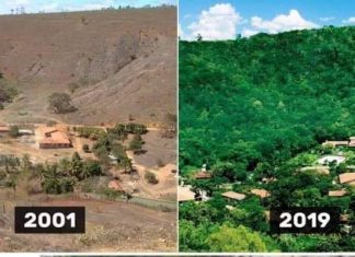 This Couple Spent 20 Years Replanting a Destroyed Rainforest in Brazil and the Results Are Just Amazing, brazil couple replants rainforest salgado, brazil couple replants rainforest salgado video, brazil couple replants rainforest salgado february 2020