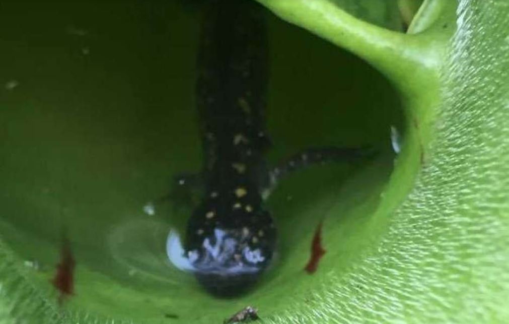 first meat-eating plant in North America discovered loves salamanders, first meat-eating plant in North America discovered loves salamanders video, first meat-eating plant in North America discovered loves salamanders pictures
