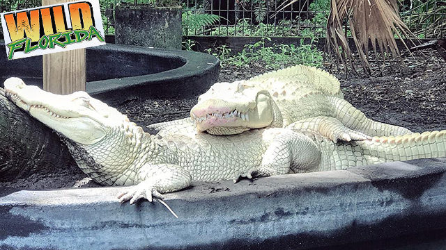 florida albino alligator eggs, two albino alligators get world's first eggs in FloridaSnowflake and Blizzard produce world's first batch of 19 albino alligator eggs at Wild Florida