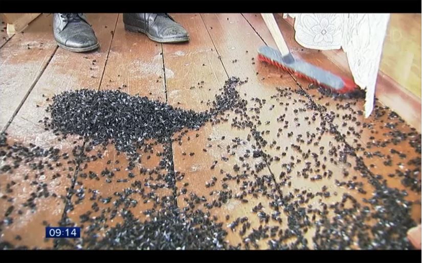 Terrifying fly apocalypse russia, Terrifying fly apocalypse russia video, Terrifying fly apocalypse russia pictures