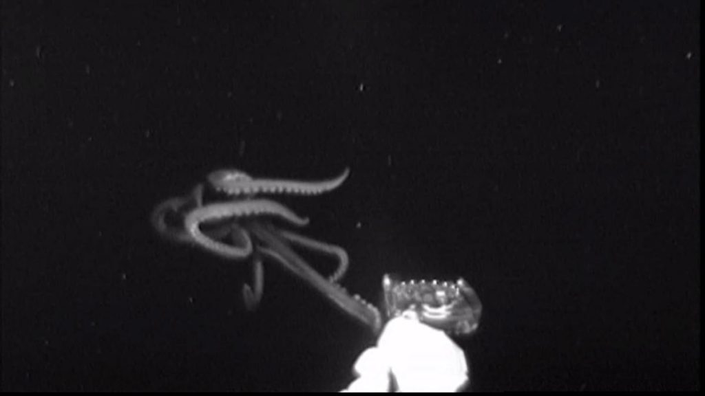 giant squid usa waters video, giant squid usa waters gulf of mexico  video, giant squid usa waters off new orleans video