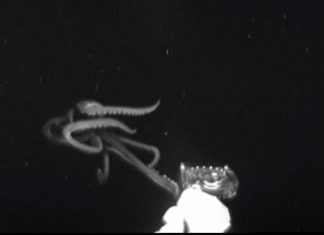 giant squid usa waters video, giant squid usa waters gulf of mexico video, giant squid usa waters off new orleans video