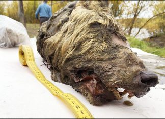Giant wolf from Pleistocene discovered in Siberia, Giant wolf from Pleistocene discovered in Siberia video, Giant wolf from Pleistocene discovered in Siberia pictures, Pleistocene wolf head