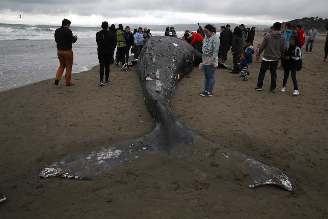 mortality coast florida whale Sperm gulf