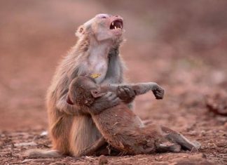 india heatwave kills 92 people monkeys and birds fall from the sky