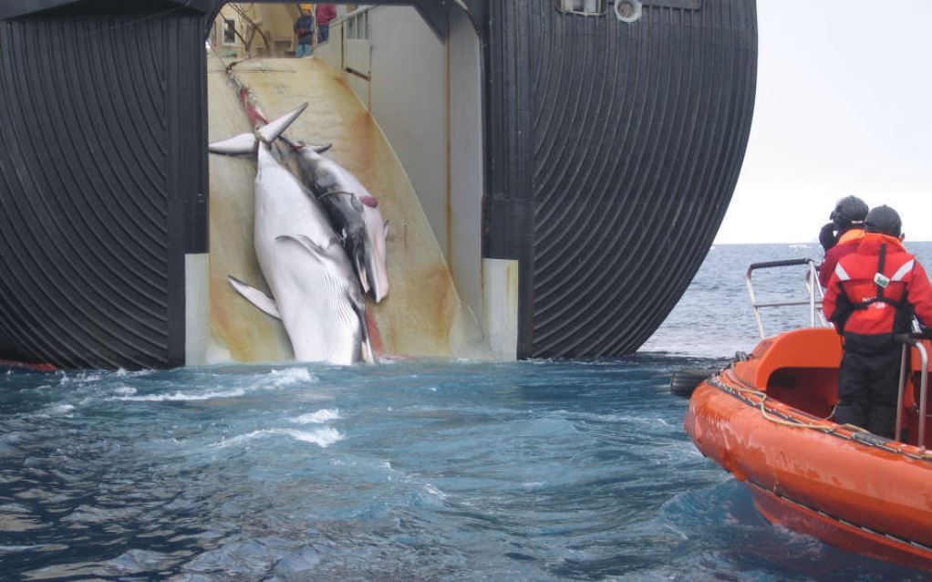 japan commercial whaling starts july 2019 after 30 years break