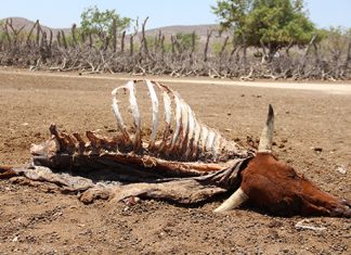 The drought in Namibia is so bad, national parks have to auction wild animals