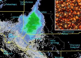 Massive swarm of ladybugs appears like a giant storm on weather radar