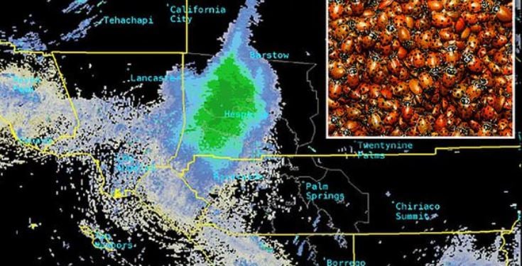 Massive swarm of ladybugs appears like a giant storm on weather radar