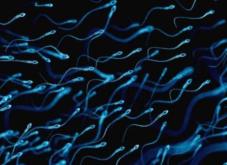 Sperm survives microgravity, Microgravity sperm experiment suggests babies can be born in space, scientists say