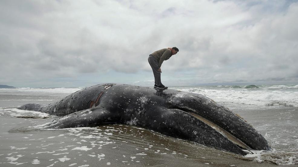 usa gray whale mass die-off landowner
