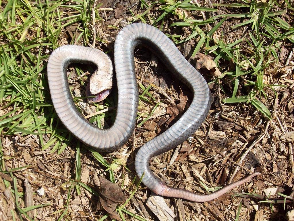 zombie snake, zombie snake usa, zombie snake usa video, zombie snake usa pictures, The hog-nose snake fakes its own death aka zombie snake