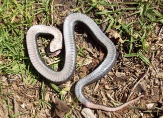 zombie snake, zombie snake usa, zombie snake usa video, zombie snake usa pictures, The hog-nose snake fakes its own death aka zombie snake