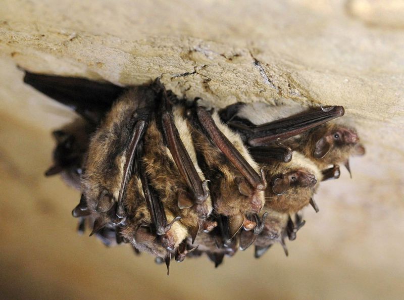 A deadly fungus is killing millions of bats in the U.S. Now it’s in California, A deadly fungus is killing millions of bats in the U.S. Now it’s in California video, A deadly fungus is killing millions of bats in the U.S. Now it’s in California pictures, A deadly fungus is killing millions of bats in the U.S. Now it’s in California update, A deadly fungus is killing millions of bats in the U.S. Now it’s in California news