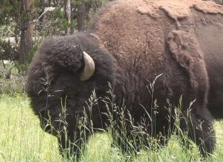 Girl injured by bison in Yellowstone