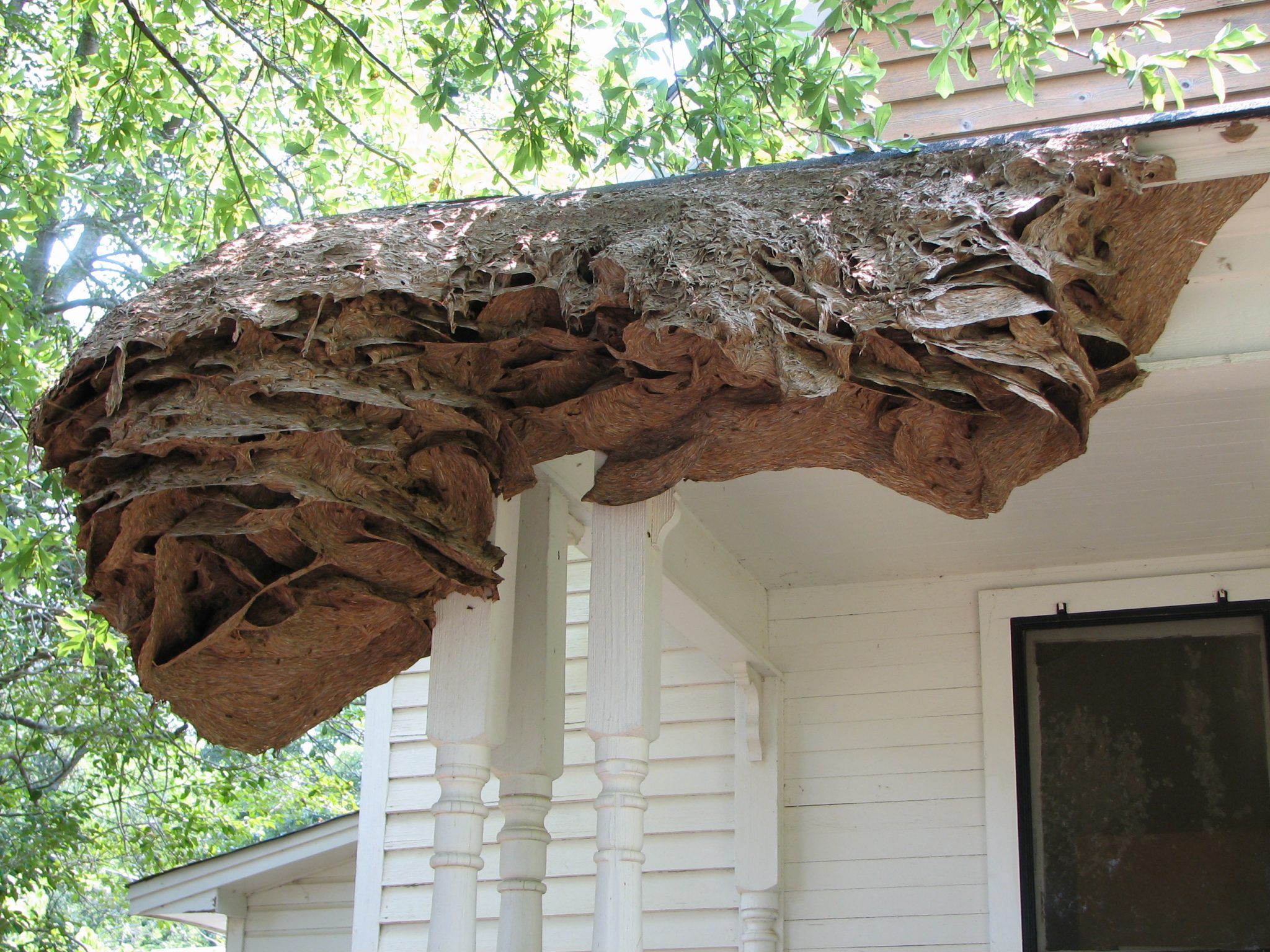 Yellow jacket wasps super nests becoming hazardous in Alabama - Strange ...